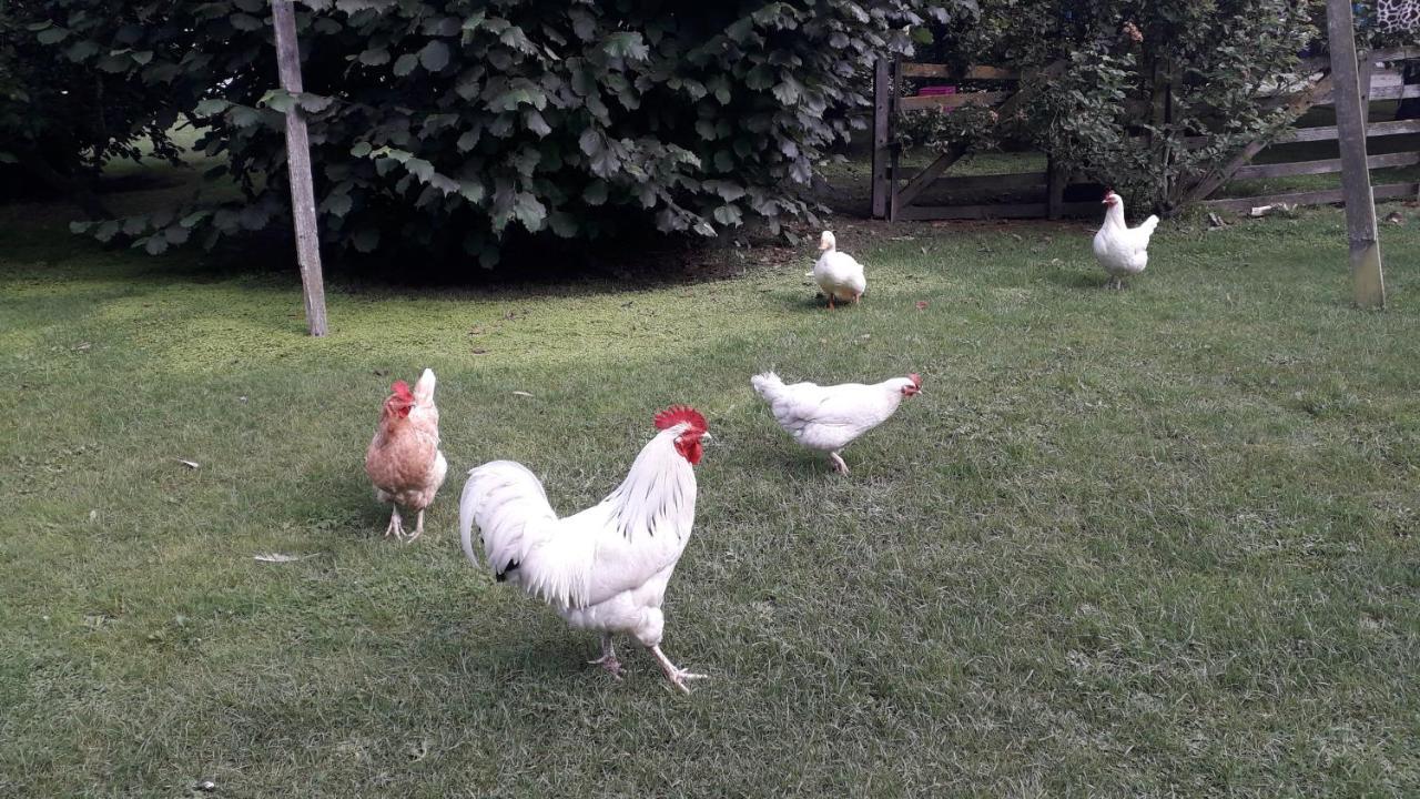 Western House B&B Kurow المظهر الخارجي الصورة